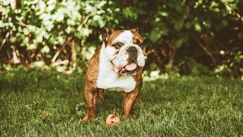 NF - Blog Header - How to know if your dog is dehydrated and how to help them