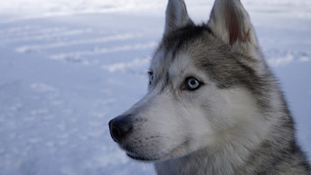 Husky dog out in the snow