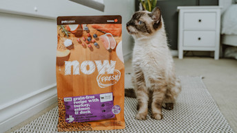 Cat sniffing NOW FRESH Senior Recipe bag of kibble