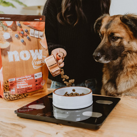 Owner scooping NOW FRESH kibble into bowl on scale in front of dog