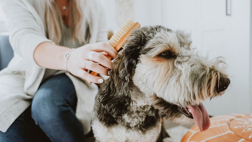 Poodle dog getting brushed