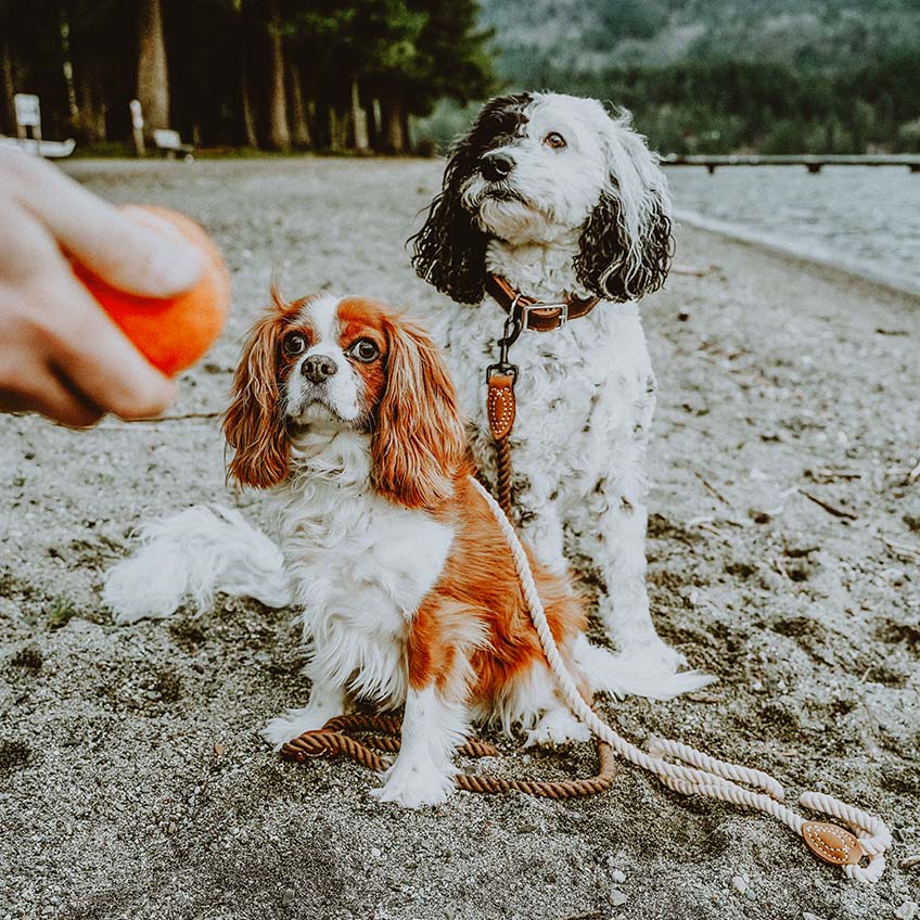 两只狗在沙滩上，主人拿着橙色的网球