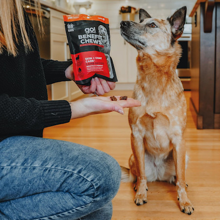 Woman giving dog Go! Solutions Benefit Chews Skin + Coat Care treats