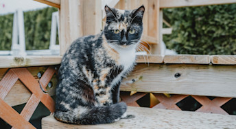 Cat outside on porch steps