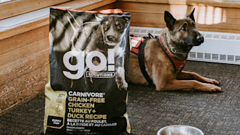Avalanche dog Casey sitting on floor beside bag of GO! SOLUTIONS kibble