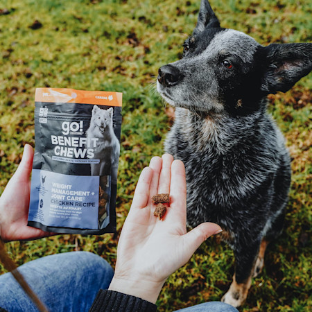 Owner giving dog Go! Solutions Benefit Chews Weight Management + Joint Care treats