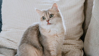 GO-SOLUTIONS-grey-cay-sitting-on-couch-with-tongue-out