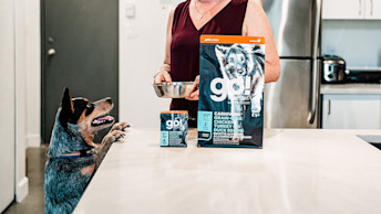 GO-SOLUTIONS-blue-heeler-dog-with-paws-on-table-with-carnivore-chicken-turkey-duck-wet-and-dry-recipes