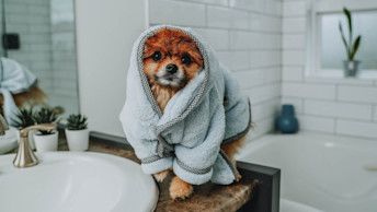 Pomeranian dog in bath robe in bathroom