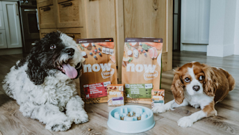 NF - Blog - NF_Dog_SB_F_Senior_Feeding_0921