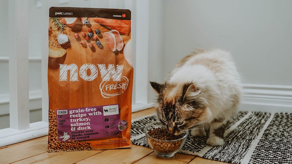 Cat eating Now Fresh senior cat kibble