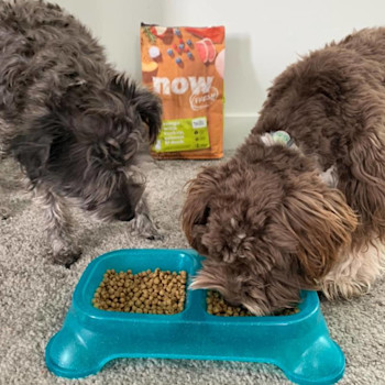 Two small breed dogs eating NOW FRESH kibble from bowl
