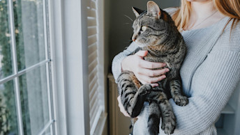 Cat being held by owner staring out window