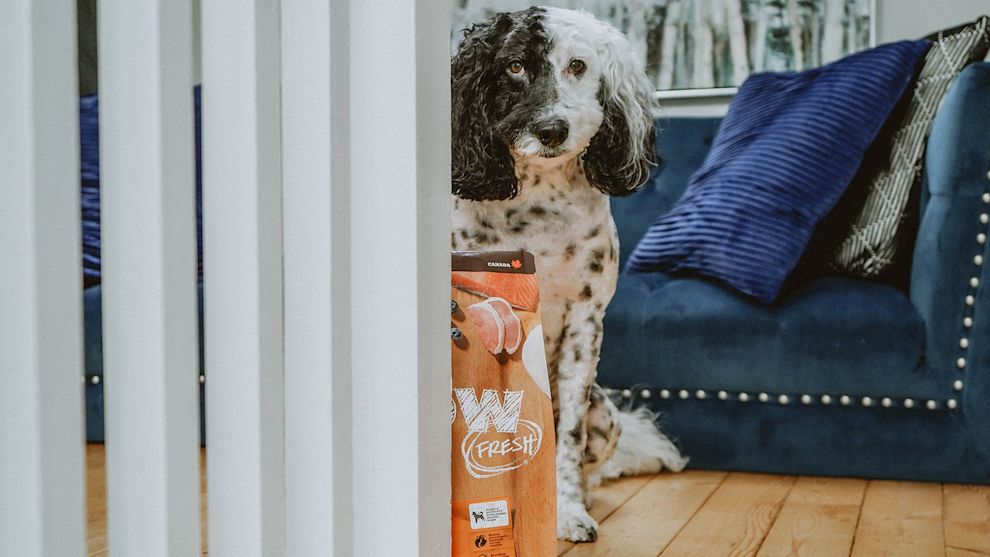 Dog in front of couch with bag of kibble