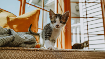 Kitten on window bench