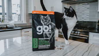 Black and white cat engaging with GO! Insect Recipe kibble bag
