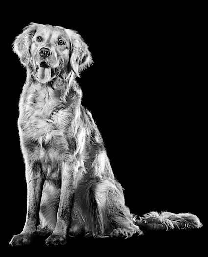 Golden Retriever dog sitting