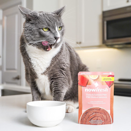 Cat licking lips with Now Fresh Tuna & Salmon Pâté wet cat food