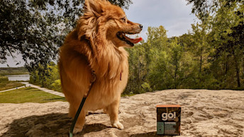 Pomeranian dog beside Go! Solutions wet food Tetra Pak