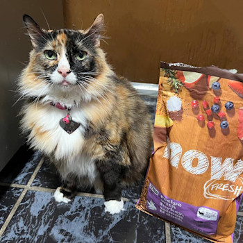 Calico cat sitting beside bag of NOW FRESH dry food