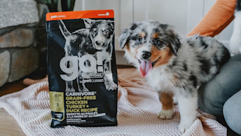 Aussie puppy with bag of Go! puppy food