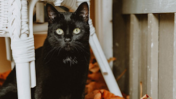 Black cat under chair with fall leaves