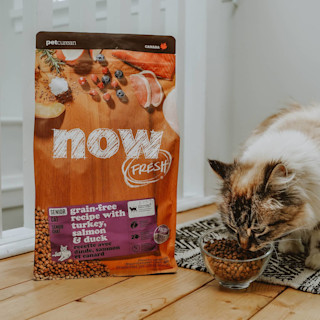 Fluffy cat eating Now Fresh Senior kibble
