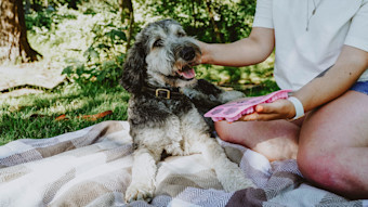 Poodle dog on picnic blanket with pupsicles