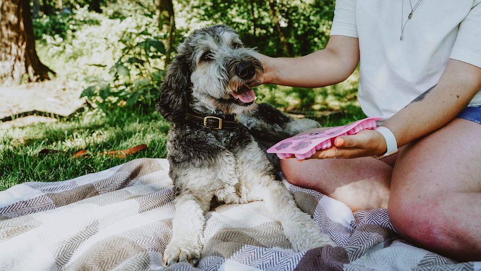 Poodle dog on picnic blanket with pupsicles