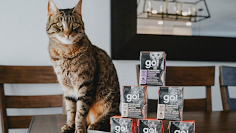 Tabby cat sitting beside pyramid of GO! SOLUTIONS Tetra Paks
