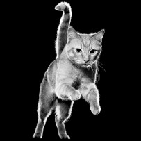 Black and white cat jumping