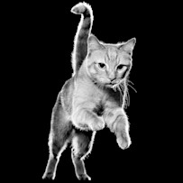 GO-SOLUTIONS-Product-Pet-Image-Cat-Grumpy