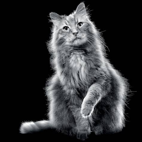 Black and white cat sitting with paw lifted