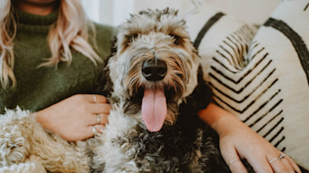 Poodle dog looking at camera