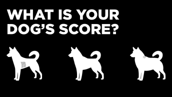 What is your dog's score?