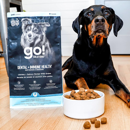 Doberman dog with bowl of Go! Solutions Dental + Immune Health kibble
