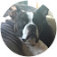 Dude the Boston Terrier