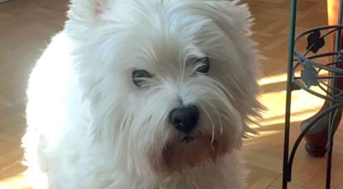 West Highland White Terrier looking at camera
