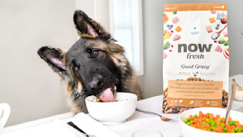 German Shepherd dog eating Now Fresh Good Gravy from table