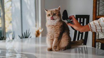 Cat being brushed by pet parent