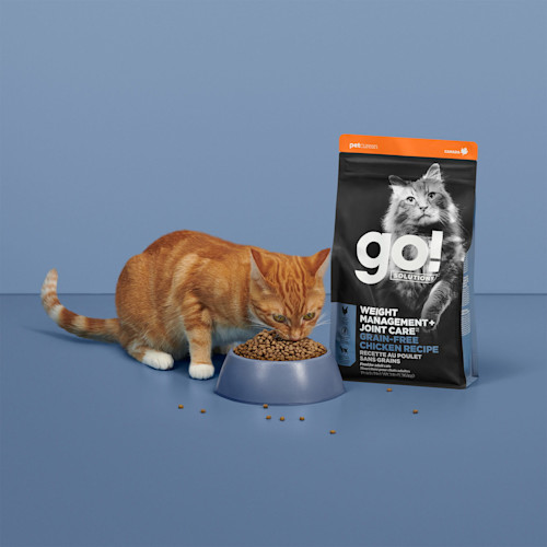 Orange tabby cat eating GO! SOLUTIONS WEIGHT MANAGEMENT + JOINT CARE kibble