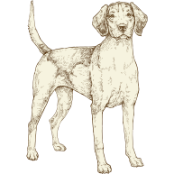 Dog illustration