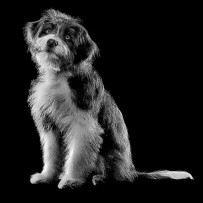 Black and white scruffy dog sitting with head tilted