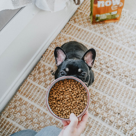 French Bulldog staring at bowl of kibble