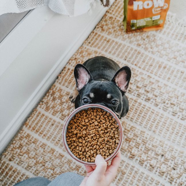 French Bulldog staring at bowl of kibble