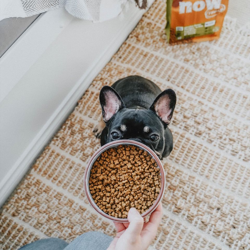 French Bulldog staring at bowl of kibble