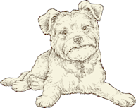 NF Illustration SB Senior Dog 72ppi