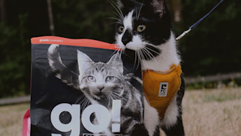 Black and white cat in field touching GO! kibble bag