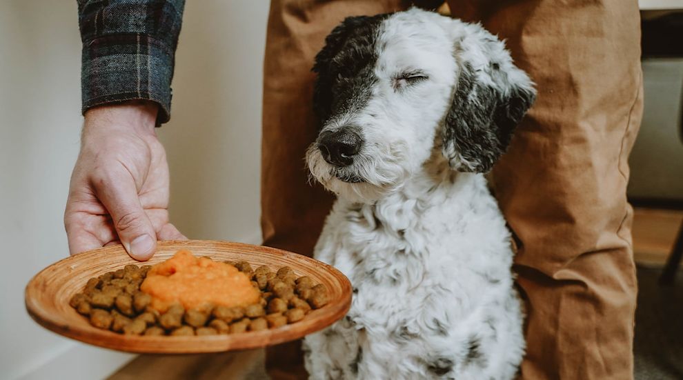 Dog and kibble topped with pureed pumpkin