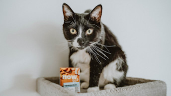 NF - Blog -White and black cat on ledge with wet food